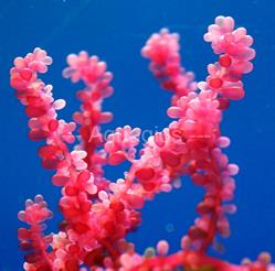 Botryocladia uvaria
